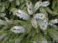 Picea brachytyla