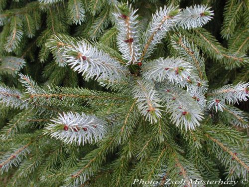Picea brachytyla