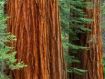 Sequoiadendron